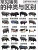 仔猪与大猪的区别 乳猪与小猪有什么区别