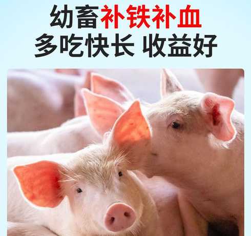 仔猪何时打补铁针 仔猪补铁针什么时候打补铁打什么部位