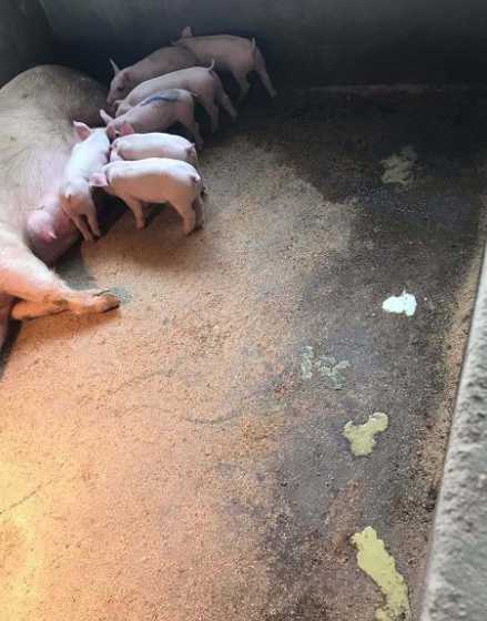 小仔猪拉稀怎么治 小猪拉稀怎么办