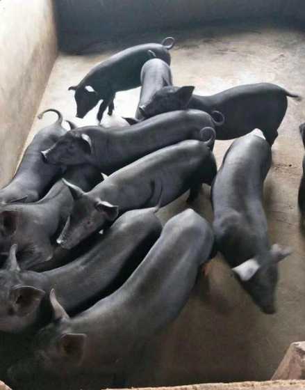 苏太仔猪养殖技术 苏太母猪与大约克杂交生的仔猪曰增重多少