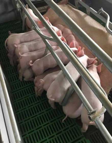 母猪生产仔猪不动 母猪要下猪,怎么不见胎动