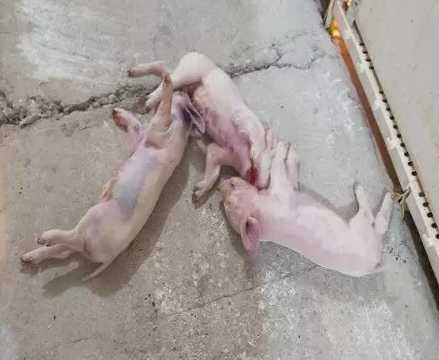 仔猪低温是冷的吗 零下十度猪会冻死吗