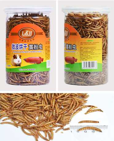 黄粉虫饲料的产比 黄粉虫养殖的饲料