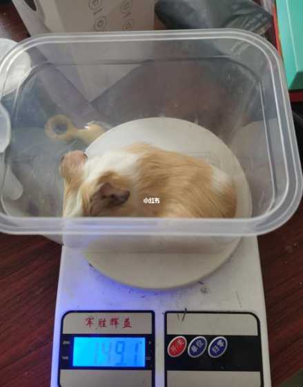 出生仔猪体重不均 断乳正常仔猪2个月以后体重是多少