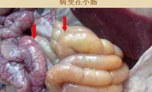 仔猪黄痢如何预防 怎样预防仔猪黄痢和白痢