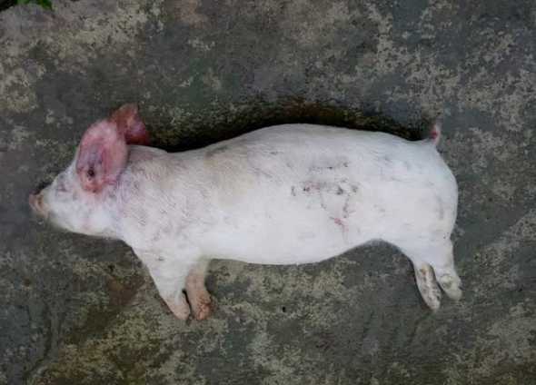 仔猪吐食怎么回事 我家仔猪呕吐、拉稀、耳嘴发紫、厌食……